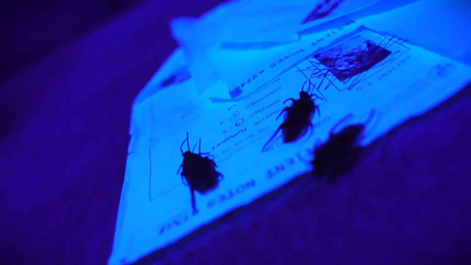 Cockroaches crawling over patient notes under ultraviolet light in Asylum